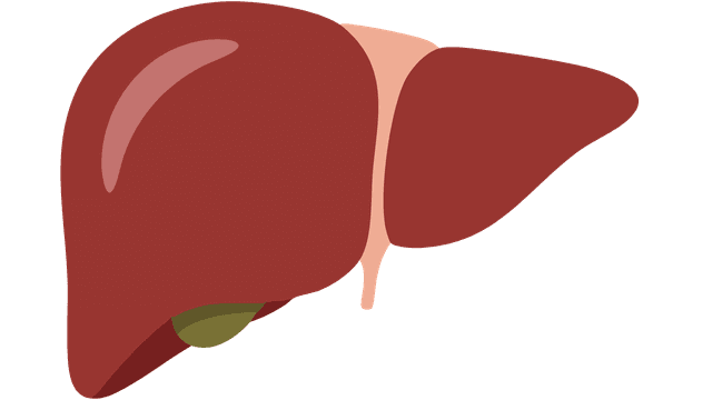 Liver Detection